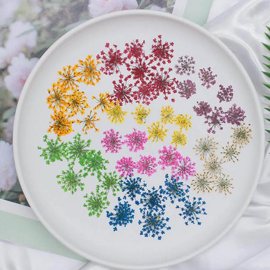 60pcs Pressed Dried 20-25mm Am - Dried Flower Bookmark recensione e prezzo