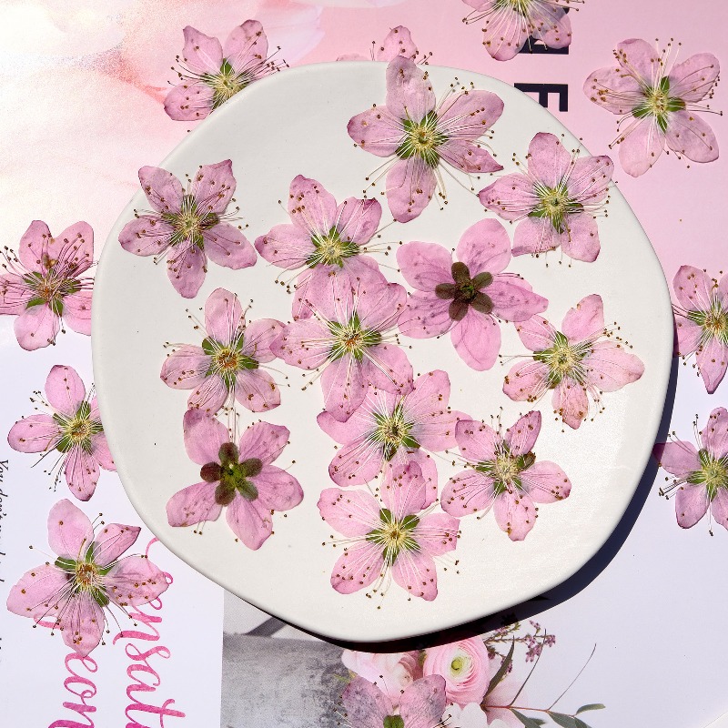 3-4cm./6pcs,Pink Peach Blossom - Dried Flower Bookmark recensione e prezzo