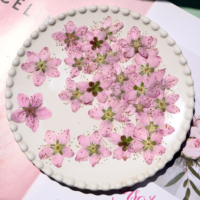 3-4cm./6pcs,Pink Peach Blossom - Dried Flower Bookmark recensione e prezzo