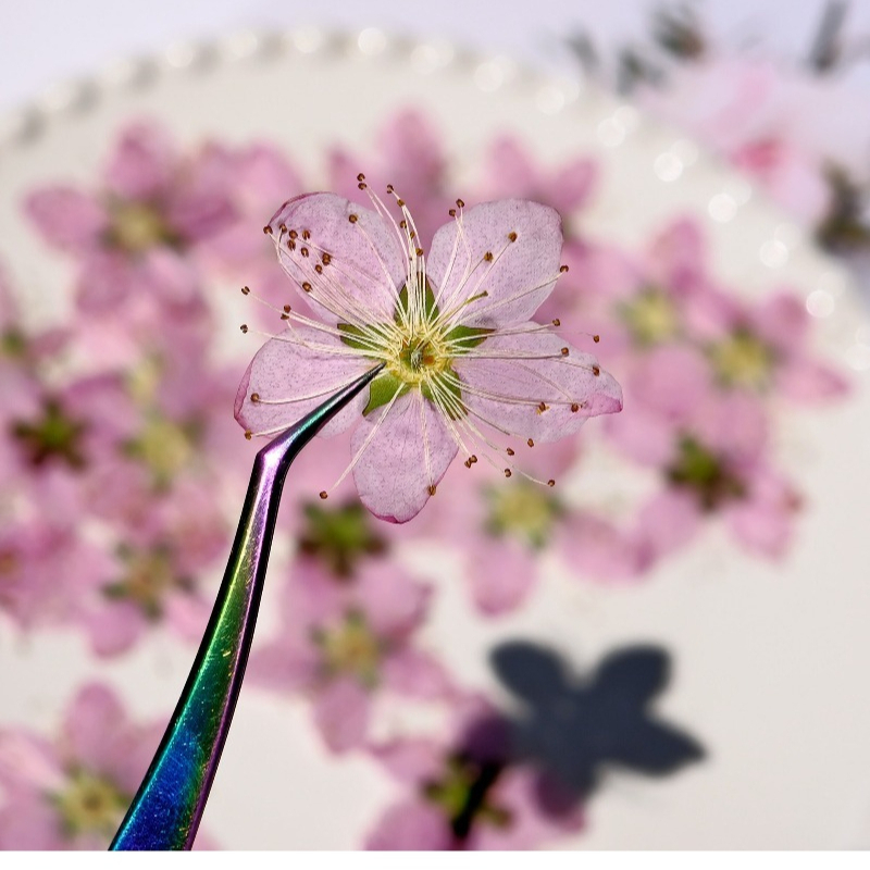 3-4cm./6pcs,Pink Peach Blossom - Dried Flower Bookmark recensione e prezzo
