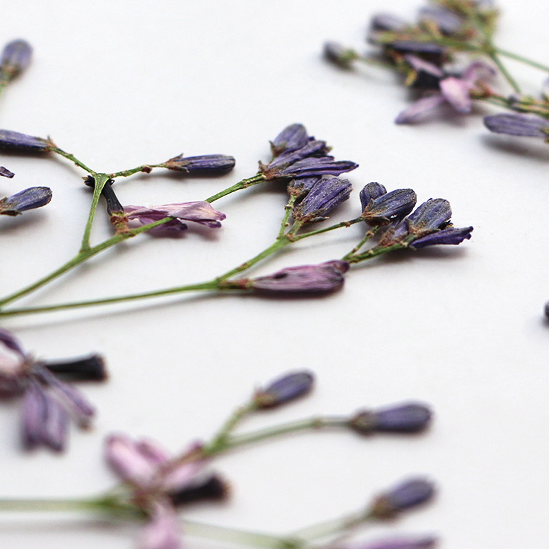 60Pcs Neem Tree Flower Branche - Dried Flower Bookmark recensione e prezzo