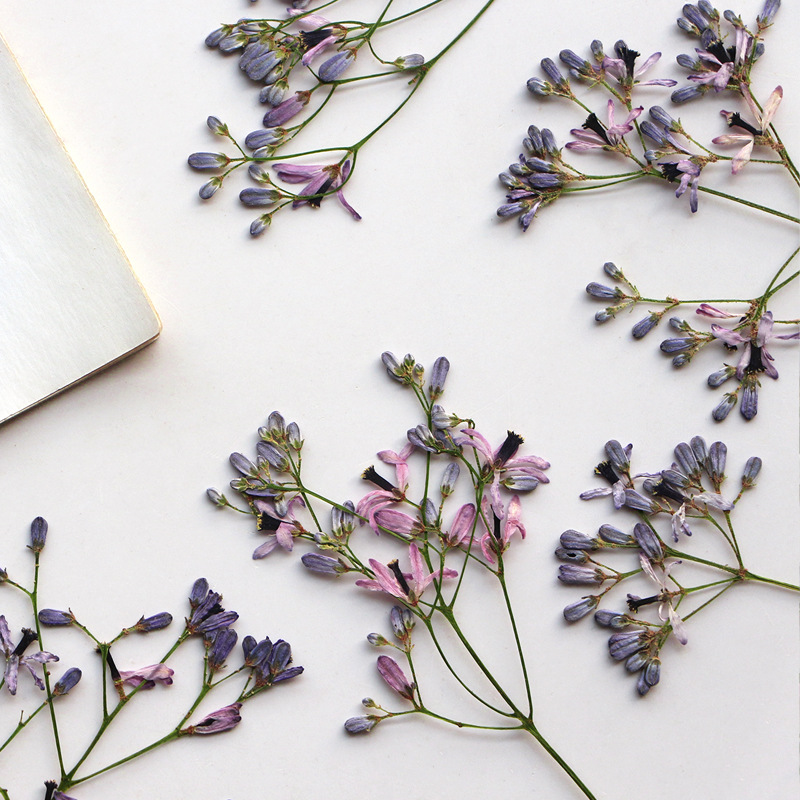60Pcs Neem Tree Flower Branche - Dried Flower Bookmark recensione e prezzo