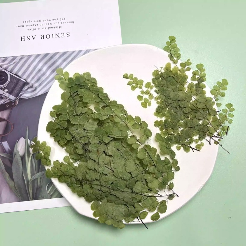 6pcs,Natue Maidenhair Fern Pre - Dried Flower Bookmark recensione e prezzo