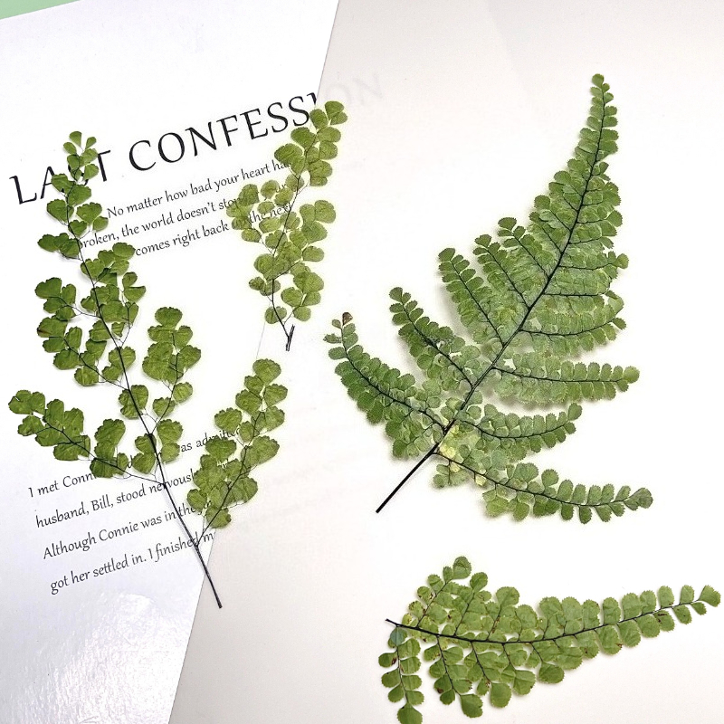 6pcs,Natue Maidenhair Fern Pre - Dried Flower Bookmark recensione e prezzo
