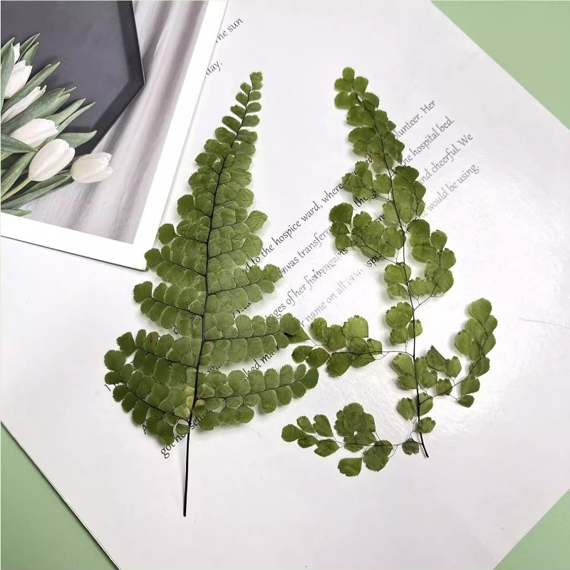 6pcs,Natue Maidenhair Fern Pre - Dried Flower Bookmark recensione e prezzo
