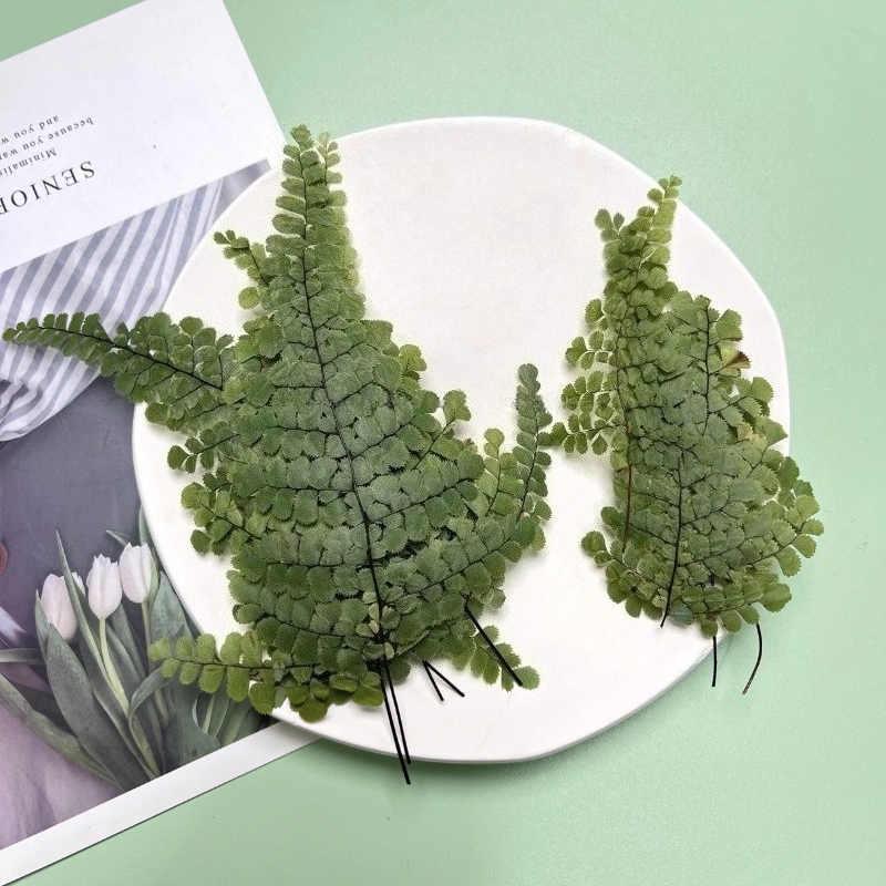 6pcs,Natue Maidenhair Fern Pre - Dried Flower Bookmark recensione e prezzo