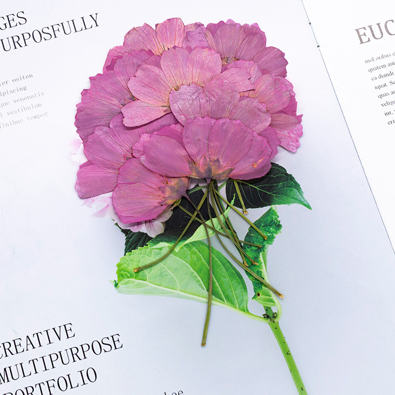 48Pcs Natural Plant Gerbera Fl - Dried Flower Bookmark recensione e prezzo