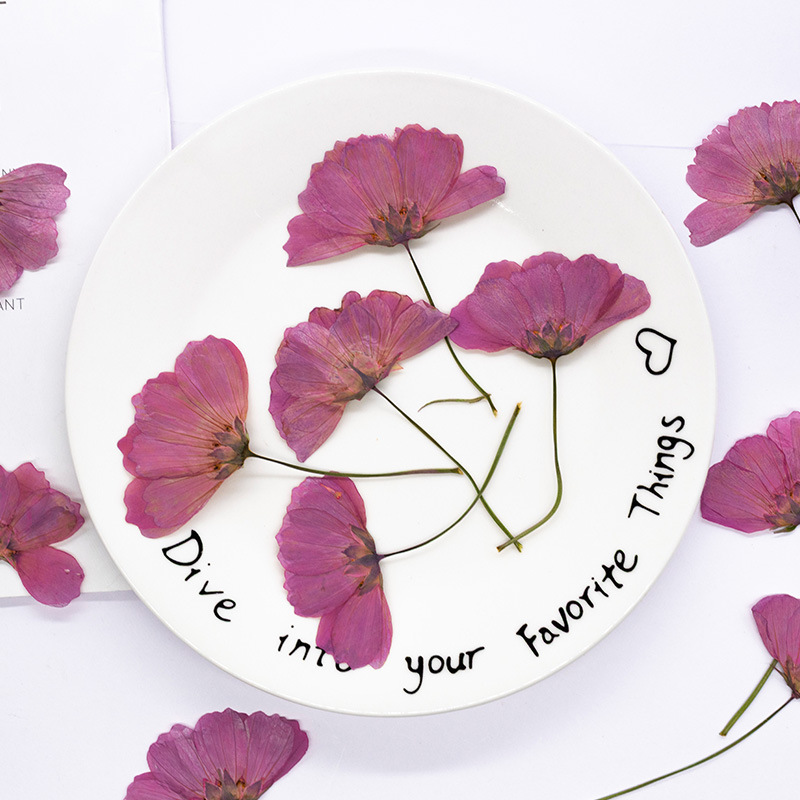 48Pcs Natural Plant Gerbera Fl - Dried Flower Bookmark recensione e prezzo