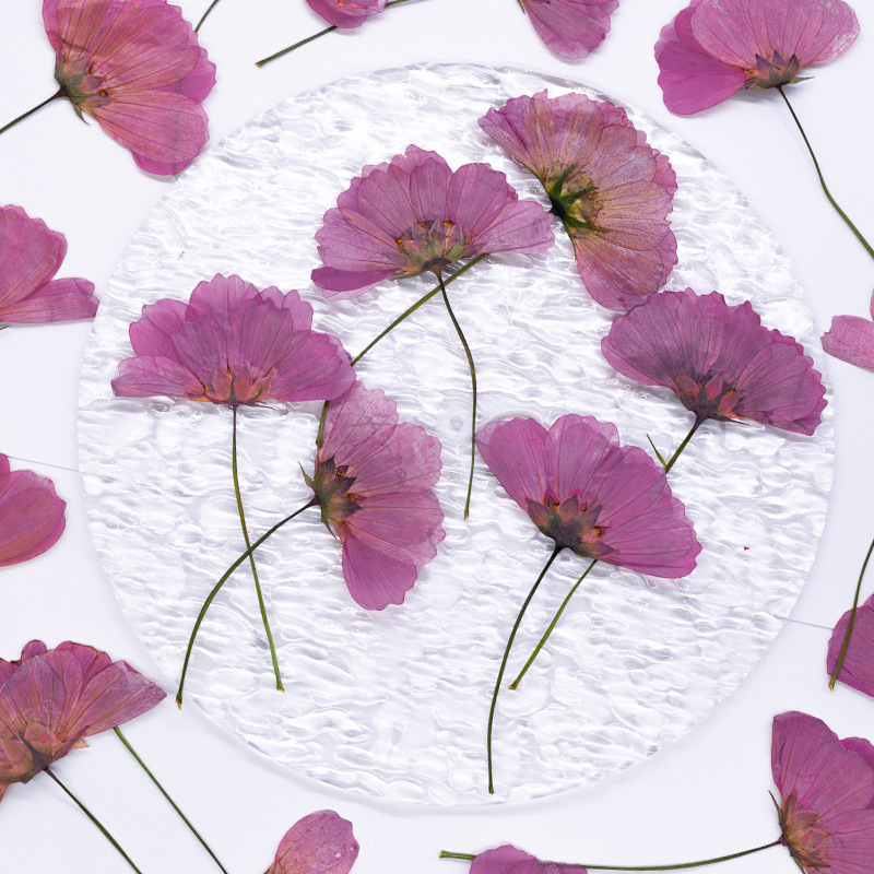 48Pcs Natural Plant Gerbera Fl - Dried Flower Bookmark recensione e prezzo