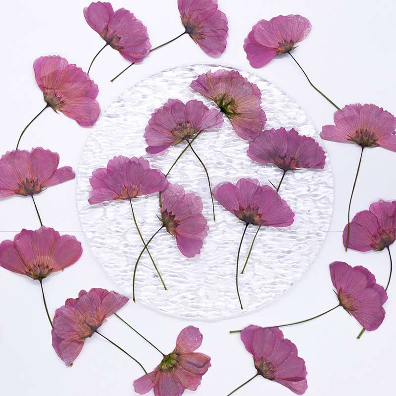 48Pcs Natural Plant Gerbera Fl - Dried Flower Bookmark recensione e prezzo