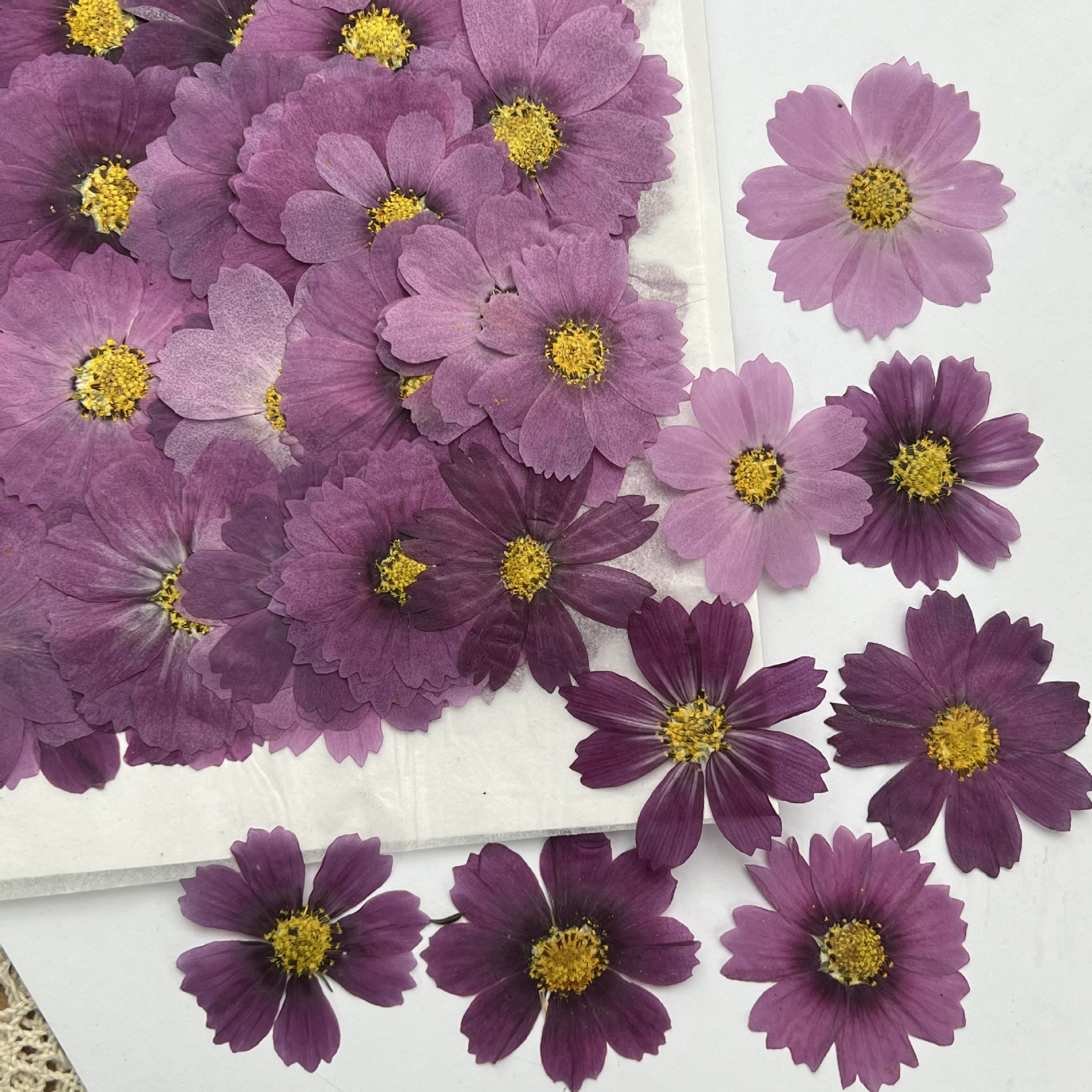 100Pcs Cosmos Dried Flower Pre - Dried Flower Bookmark recensione e prezzo