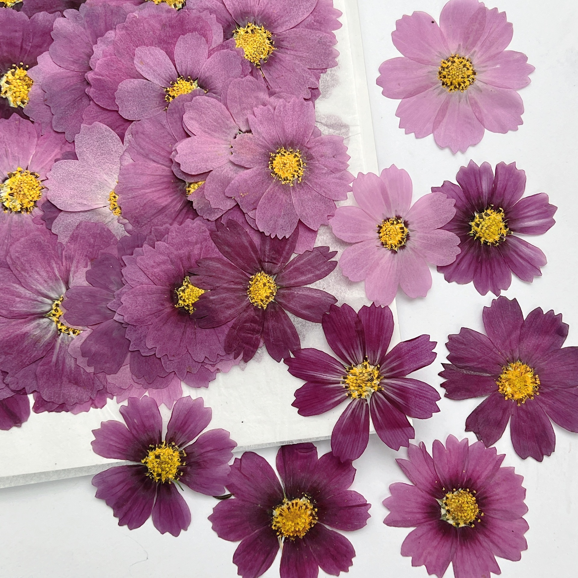 100Pcs Cosmos Dried Flower Pre - Dried Flower Bookmark recensione e prezzo