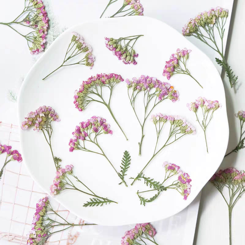 60pcs Pressed Dried Yarrow Ach - Dried Flower Bookmark recensione e prezzo