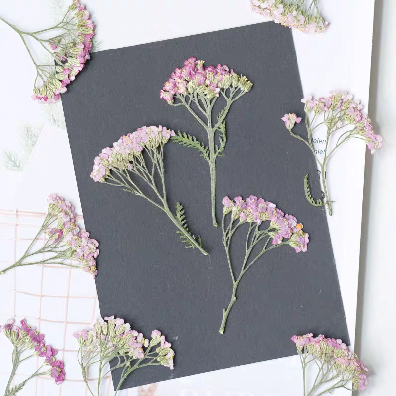 60pcs Pressed Dried Yarrow Ach - Dried Flower Bookmark recensione e prezzo