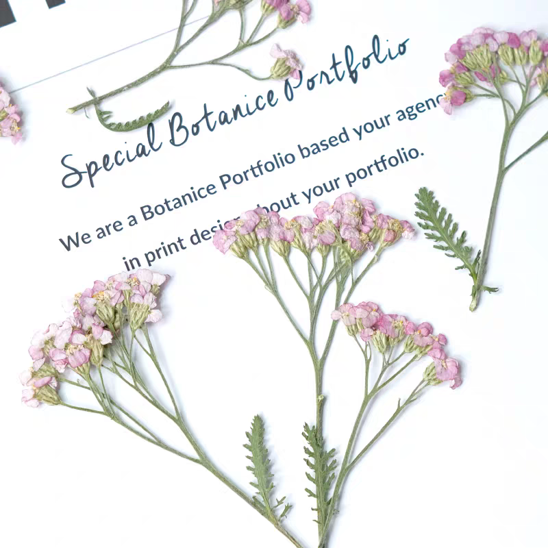 60pcs Pressed Dried Yarrow Ach - Dried Flower Bookmark recensione e prezzo