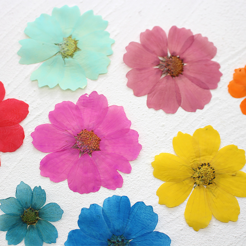 36Pcs Large Cosmos Flower Drie - Dried Flower Bookmark recensione e prezzo