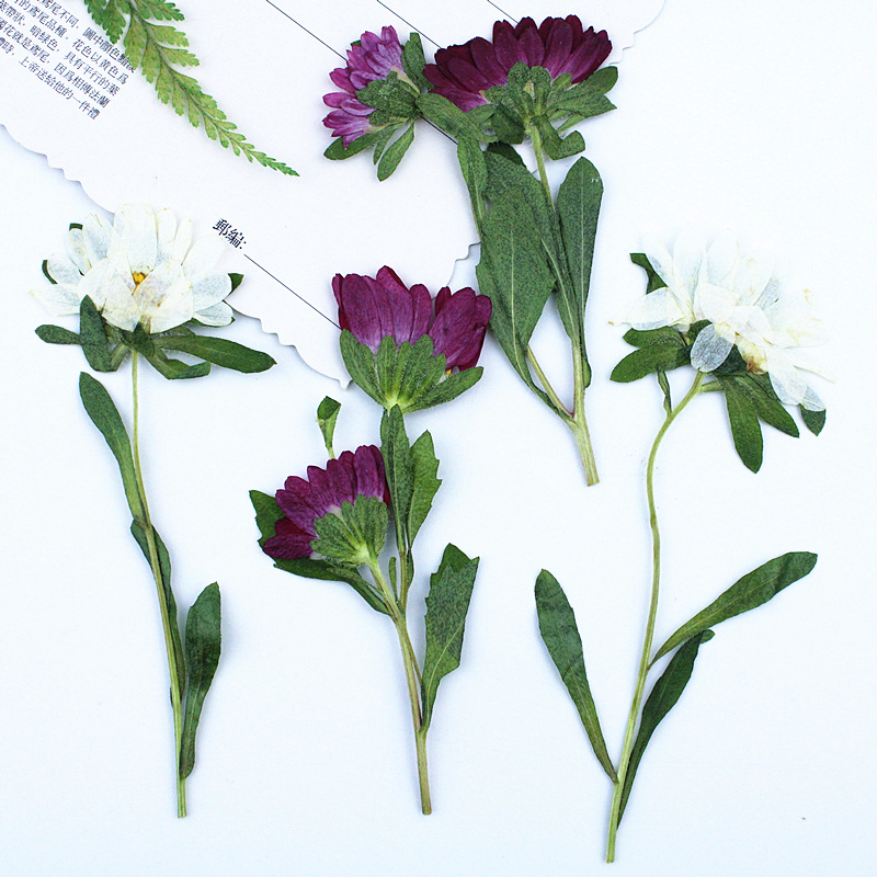 24pcs,Mini Chrysanthemum Press - Dried Flower Bookmark recensione e prezzo