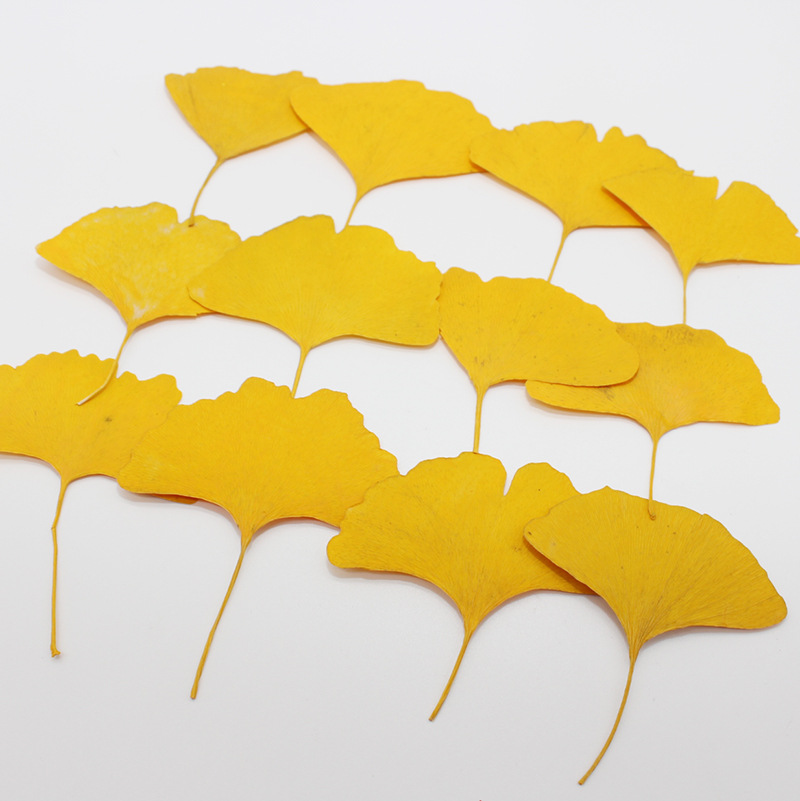 60pcs Pressed Dried Yellow/Gre - Dried Flower Bookmark recensione e prezzo