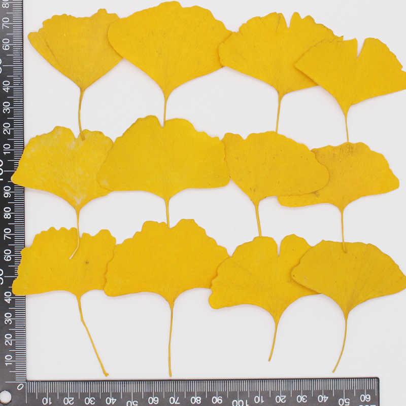 60pcs Pressed Dried Yellow/Gre - Dried Flower Bookmark recensione e prezzo